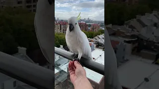 Friendliest Cockatoo in the world 😍