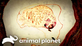 Brain Eating Parasite | Monsters Inside Me | Animal Planet