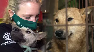 Ending the dog meat trade