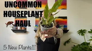 Uncommon Houseplant Haul - Orange Lake Nursery