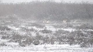 Şirvan Milli Parkı - Shirvan National Park (Azerbaijan).09.02.20 - 1