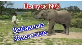 Смешные и Забавные Животные - Выпуск №2