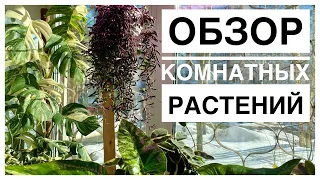 Обзор комнатных растений на окне | 02.03.2023г.