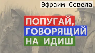 🦜  ПОПУГАЙ, ГОВОРЯЩИЙ НА ИДИШ.  Эфраим Севела.  АУДИОКНИГА