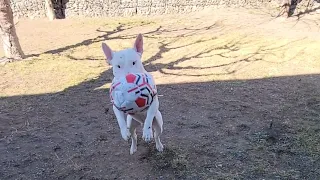 Best Bull Terrier in the World at Play