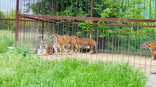 Суматранские тигры  ждут выхода в ЛЕТНИЙ ВОЛЬЕР!