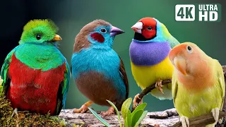 Most Beautiful Birds in the World | Breathtaking Beauty of Earth's Most Exquisite Birds | Relaxation