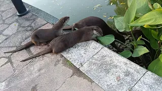 Otters cool-time 😍
