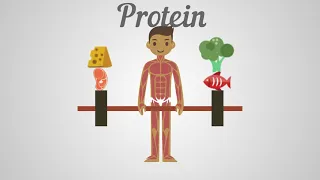 IGCSE Biology   Proteins, Carbohydrates & Fats