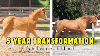 5 Year Foal Transformation: Birth to 5 Years Old