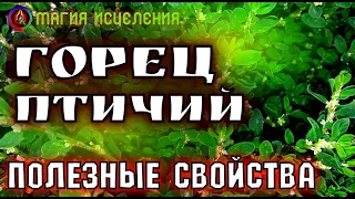 Горец птичий спорыш, полезные свойства | Применение горца птичьего, польза трав