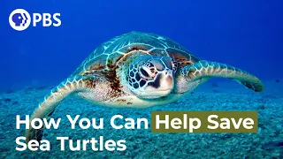 How You Can Help Save Sea Turtles