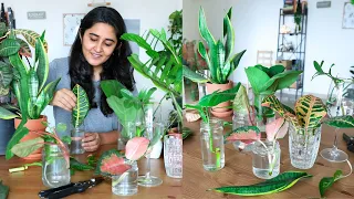 Propagating all my indoor plants from cuttings in water during the lockdown | Try with me