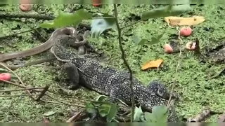 Wild Discovery Animals   Craziest Animal Fights Caught On Camera! Animals Documentary 2018360p