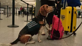 Seizing Contraband Food: Behind the Scenes at JFK