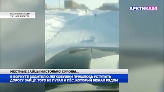 В Воркуте настолько суровые зайцы, что дорогу им уступают автомобили