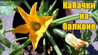 Супер способ выращивание кабачков на балконе / От семечки до урожая