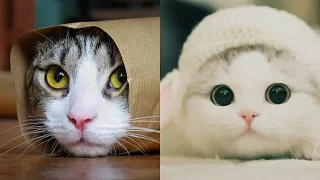 💖 OMG So Cute Cats #104 🐱 Try Not To Laugh Or Grin Compilation