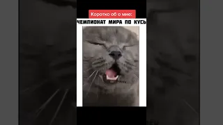 Чемпионат мира по кусь) #shorts #котики #кусь