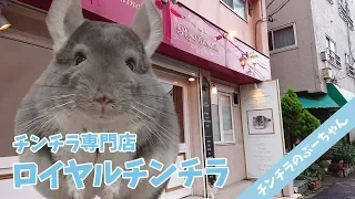 I went to a chinchilla specialty store in Japan!