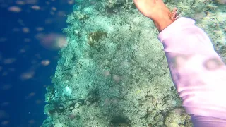 St. Regis Maldives Snorkeling Part 1