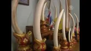 Тайская полиция ищет слоновьи бивни