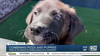 Pizza to the Rescue: Phoenix restaurant benefits local rescue dogs