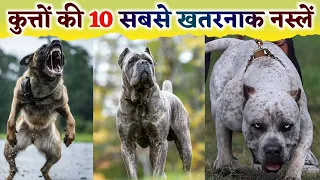 Top 10 Most Dangerous Dog Breeds in the World | दुनिया के 10 सबसे खतरनाक नस्ल के कुत्ते