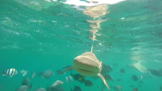 Shark attack on Maldives Go Pro Hero 4 black (Ultra HD) 4K