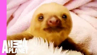 Baby Sloths Get Swaddled | Too Cute