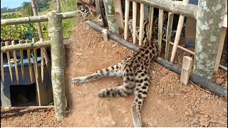 lam hlwb create amazing bamboo trap to catch civets  eat chicken in the  cow pasture