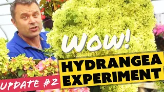 Hydrangea Experiment: Update #2 - Bobo, Quickfire Fab, and Let’s Dance !Arriba¡