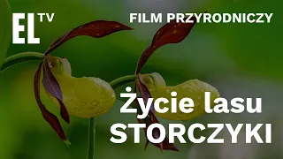 Życie lasu. Storczyki [FILM PRZYRODNICZY]