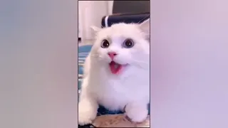 1 HOUR FUNNY CATS COMPILATION 2022    Cute And Lovely Cat Videos 2022  HD