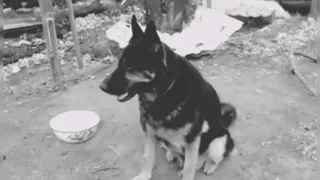 АСТРАХАНСКИЙ ХАТИКО СОБАКА ЖДЕТ ХОЗЯИНА НА ПЕПЕЛИЩЕ 🐶