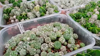 StarAstrophytum 02