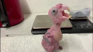 Palm Cockatoo chick being hand-reared at Paradise Park Cornwall