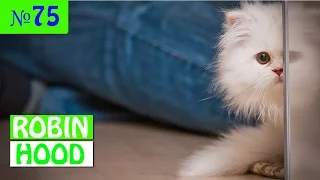 ПРИКОЛЫ 2017 с животными. Смешные Коты, Собаки, Попугаи // Funny Dogs Cats Compilation. Апрель №75