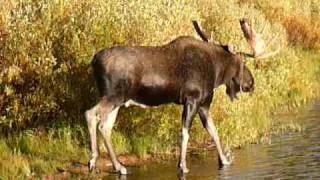 Bull moose comes out of the woods - Glacier National Park (Sept. '09)