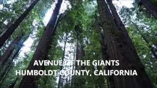 Avenue of the Giants Documentary