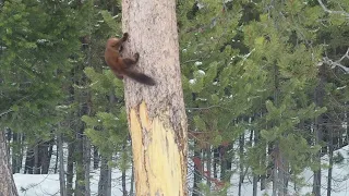 Pine Marten Chases Red Squirrel || ViralHog