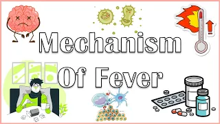 Why Do We Get Fever When We Are Sick? The Actual Mechanism Behind Fever |Pathophysiology Of Fever