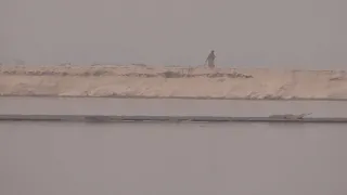 Alligator in Ghaghra River