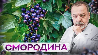 СМОРОДИНА  / черная смородина /смородина / смородина польза и вред /