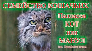 Палласов кот, или Манул - млекопитающее семейства кошачьих (лат. Otocolobus manul)