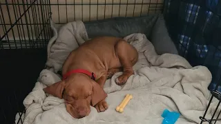 Vizsla Puppy crate training