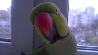 Ожереловый попугай ЧупиRingneck parrot