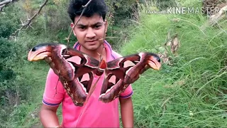 Big butterfly its beautiful