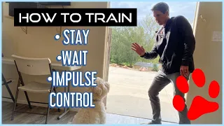 How To Train Your Dog: BASIC OBEDIENCE! (sit, stay, wait)