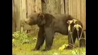 9 Real Bear Attacks on Human Caught on camera